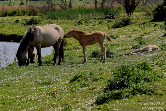 The_konik_horse_wild_horses_in_Geuzenbos_Amsterdam_Animal_Photography_Nature_Photography_Canon_EOS_R5_Mark_II_2025_004.JPG