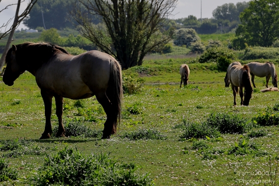 The_konik_horse_wild_horses_in_Geuzenbos_Amsterdam_Animal_Photography_Nature_Photography_Canon_EOS_R5_Mark_II_2025_005.JPG
