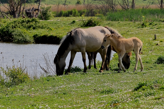 The_konik_horse_wild_horses_in_Geuzenbos_Amsterdam_Animal_Photography_Nature_Photography_Canon_EOS_R5_Mark_II_2025_006.JPG