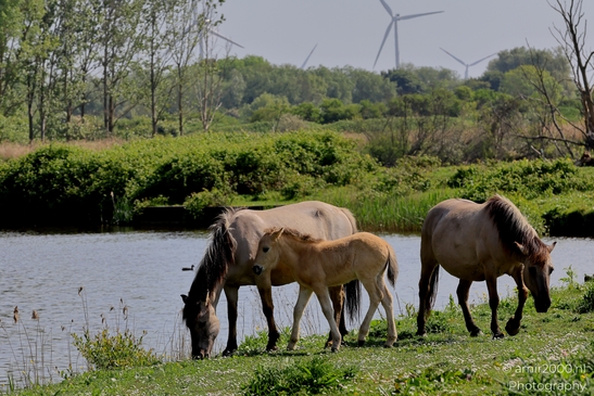 The_konik_horse_wild_horses_in_Geuzenbos_Amsterdam_Animal_Photography_Nature_Photography_Canon_EOS_R5_Mark_II_2025_007.JPG
