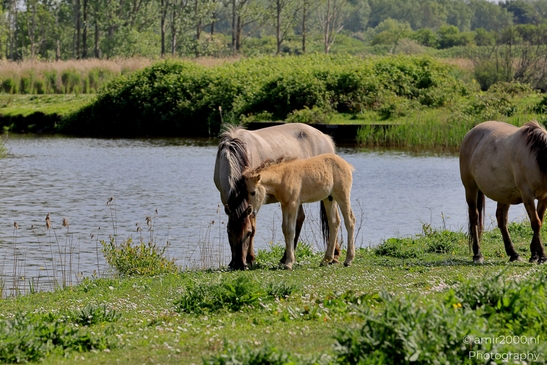 The_konik_horse_wild_horses_in_Geuzenbos_Amsterdam_Animal_Photography_Nature_Photography_Canon_EOS_R5_Mark_II_2025_008.JPG
