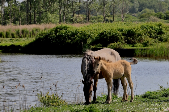 The_konik_horse_wild_horses_in_Geuzenbos_Amsterdam_Animal_Photography_Nature_Photography_Canon_EOS_R5_Mark_II_2025_010.JPG