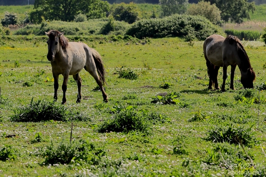 The_konik_horse_wild_horses_in_Geuzenbos_Amsterdam_Animal_Photography_Nature_Photography_Canon_EOS_R5_Mark_II_2025_011.JPG