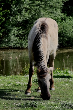 The_konik_horse_wild_horses_in_Geuzenbos_Amsterdam_Animal_Photography_Nature_Photography_Canon_EOS_R5_Mark_II_2025_012.JPG