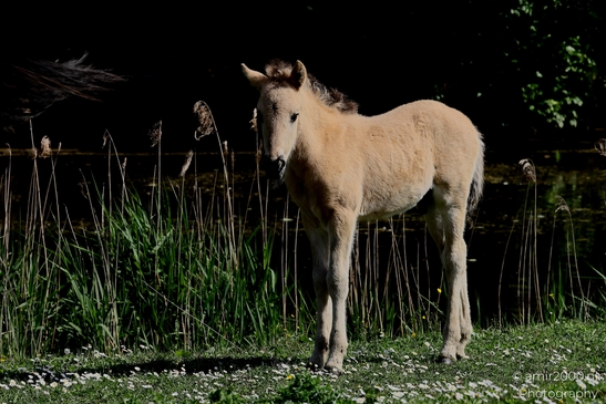 The_konik_horse_wild_horses_in_Geuzenbos_Amsterdam_Animal_Photography_Nature_Photography_Canon_EOS_R5_Mark_II_2025_014.JPG