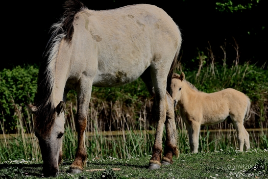 The_konik_horse_wild_horses_in_Geuzenbos_Amsterdam_Animal_Photography_Nature_Photography_Canon_EOS_R5_Mark_II_2025_015.JPG
