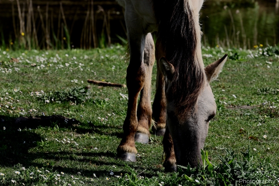 The_konik_horse_wild_horses_in_Geuzenbos_Amsterdam_Animal_Photography_Nature_Photography_Canon_EOS_R5_Mark_II_2025_017.JPG