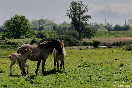 The_konik_horse_wild_horses_in_Geuzenbos_Amsterdam_Animal_Photography_Nature_Photography_Canon_EOS_R5_Mark_II_2025_018.JPG