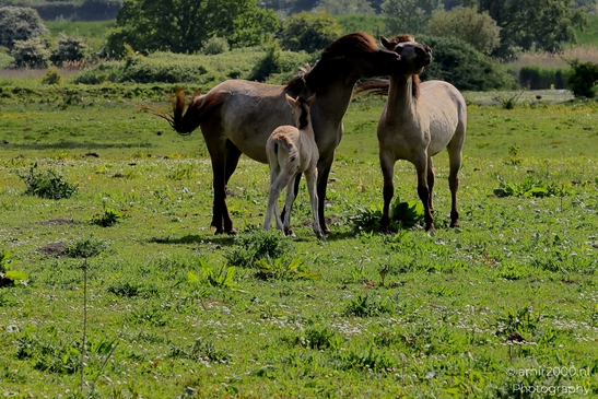 The_konik_horse_wild_horses_in_Geuzenbos_Amsterdam_Animal_Photography_Nature_Photography_Canon_EOS_R5_Mark_II_2025_019.JPG