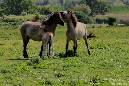 The_konik_horse_wild_horses_in_Geuzenbos_Amsterdam_Animal_Photography_Nature_Photography_Canon_EOS_R5_Mark_II_2025_020.JPG