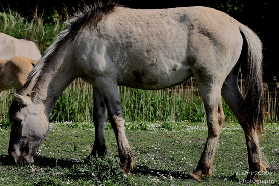 The_konik_horse_wild_horses_in_Geuzenbos_Amsterdam_Animal_Photography_Nature_Photography_Canon_EOS_R5_Mark_II_2025_021.JPG