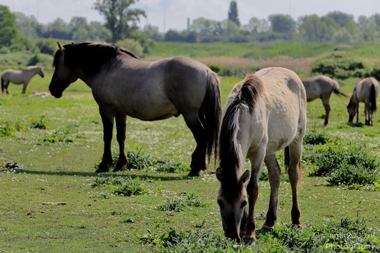 The_konik_horse_wild_horses_in_Geuzenbos_Amsterdam_Animal_Photography_Nature_Photography_Canon_EOS_R5_Mark_II_2025_022.JPG