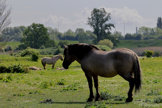 The_konik_horse_wild_horses_in_Geuzenbos_Amsterdam_Animal_Photography_Nature_Photography_Canon_EOS_R5_Mark_II_2025_023.JPG