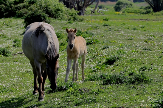 The_konik_horse_wild_horses_in_Geuzenbos_Amsterdam_Animal_Photography_Nature_Photography_Canon_EOS_R5_Mark_II_2025_024.JPG