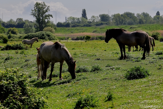 The_konik_horse_wild_horses_in_Geuzenbos_Amsterdam_Animal_Photography_Nature_Photography_Canon_EOS_R5_Mark_II_2025_025.JPG