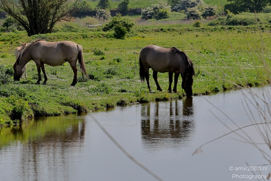 The_konik_horse_wild_horses_in_Geuzenbos_Amsterdam_Animal_Photography_Nature_Photography_Canon_EOS_R5_Mark_II_2025_026.JPG