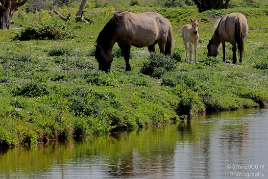 The_konik_horse_wild_horses_in_Geuzenbos_Amsterdam_Animal_Photography_Nature_Photography_Canon_EOS_R5_Mark_II_2025_027.JPG