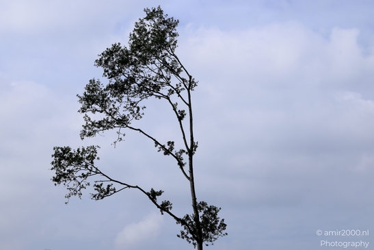 Tree_Branches_In_Sky_at_Spaarnwoude_Park_Halfweg_Netherlands_Nature_Photography_Canon_EOS_R5_Mark_II_2025_001.JPG
