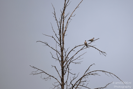 Two_Pigeons_Perched_On_A_Bare_Tree_Branch_Birds_Photography_nature_Photography_Canon_EOS_R5_Mark_II_2025_001.JPG