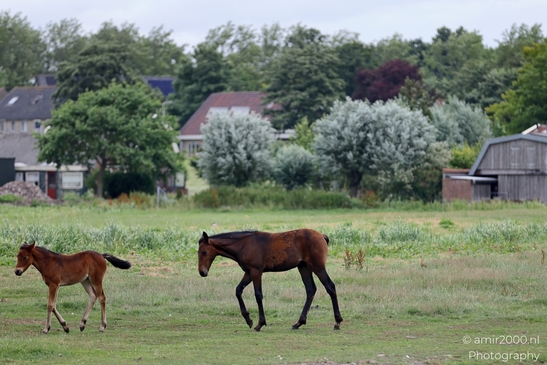Warmblood_Mare_with_Foals_Animal_Photography_Nature_Photography_Canon_EOS_R5_Mark_II_2025_004.JPG
