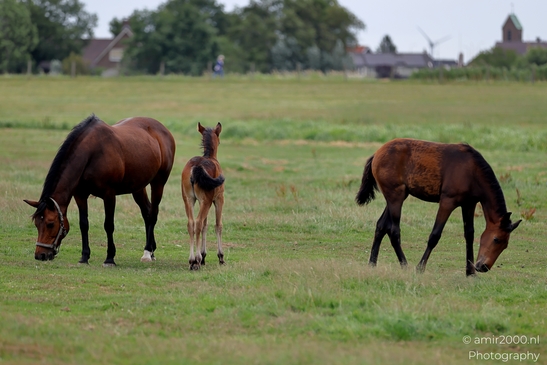 Warmblood_Mare_with_Foals_Animal_Photography_Nature_Photography_Canon_EOS_R5_Mark_II_2025_006.JPG