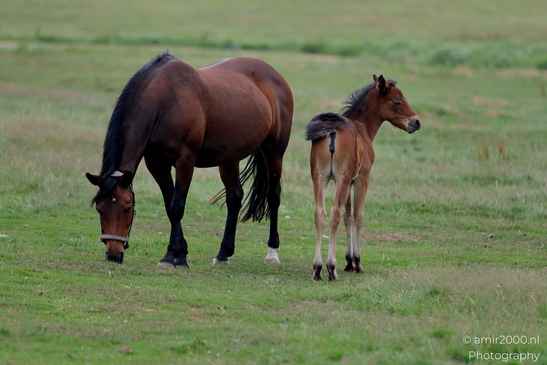 Warmblood_Mare_with_Foals_Animal_Photography_Nature_Photography_Canon_EOS_R5_Mark_II_2025_007.JPG