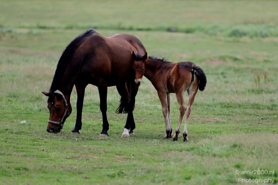 Warmblood_Mare_with_Foals_Animal_Photography_Nature_Photography_Canon_EOS_R5_Mark_II_2025_008.JPG
