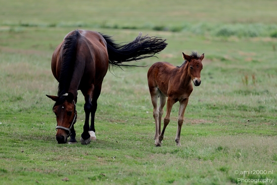 Warmblood_Mare_with_Foals_Animal_Photography_Nature_Photography_Canon_EOS_R5_Mark_II_2025_009.JPG