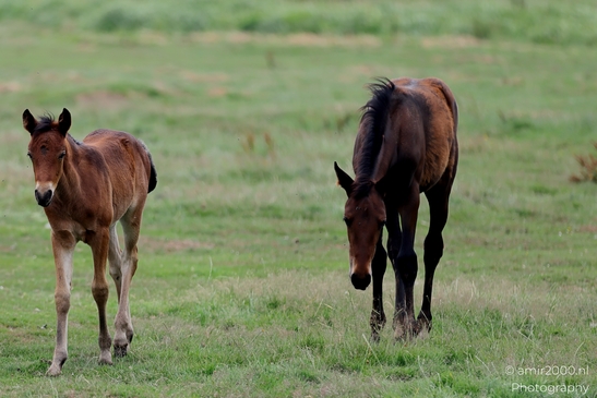 Warmblood_Mare_with_Foals_Animal_Photography_Nature_Photography_Canon_EOS_R5_Mark_II_2025_010.JPG
