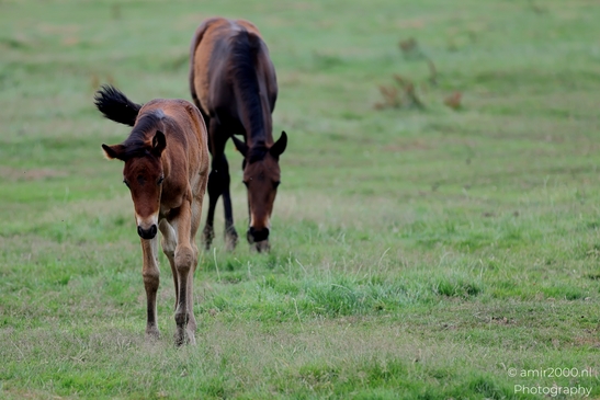 Warmblood_Mare_with_Foals_Animal_Photography_Nature_Photography_Canon_EOS_R5_Mark_II_2025_012.JPG