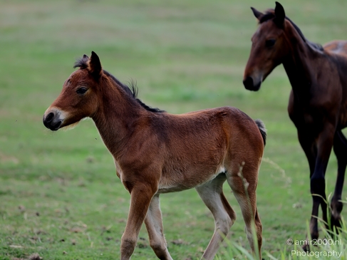 Warmblood_Mare_with_Foals_Animal_Photography_Nature_Photography_Canon_EOS_R5_Mark_II_2025_013.JPG