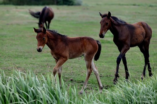 Warmblood_Mare_with_Foals_Animal_Photography_Nature_Photography_Canon_EOS_R5_Mark_II_2025_014.JPG