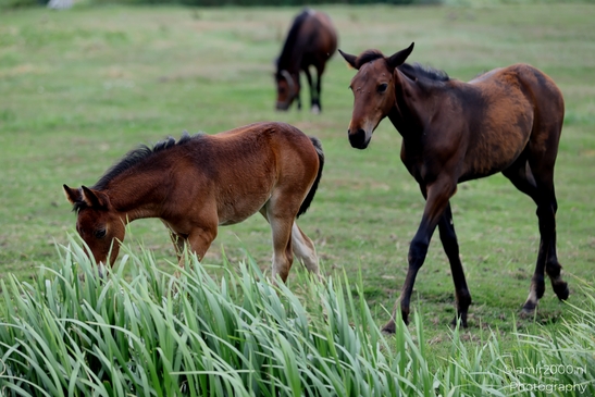 Warmblood_Mare_with_Foals_Animal_Photography_Nature_Photography_Canon_EOS_R5_Mark_II_2025_015.JPG