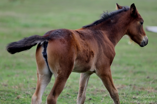 Warmblood_Mare_with_Foals_Animal_Photography_Nature_Photography_Canon_EOS_R5_Mark_II_2025_016.JPG