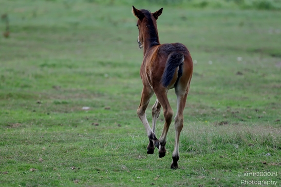 Warmblood_Mare_with_Foals_Animal_Photography_Nature_Photography_Canon_EOS_R5_Mark_II_2025_019.JPG