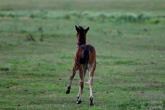 Warmblood_Mare_with_Foals_Animal_Photography_Nature_Photography_Canon_EOS_R5_Mark_II_2025_020.JPG