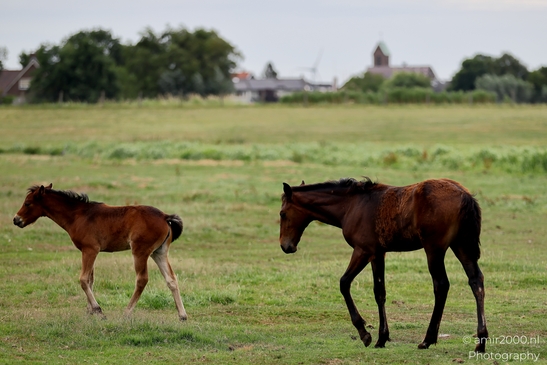 Warmblood_Mare_with_Foals_Animal_Photography_Nature_Photography_Canon_EOS_R5_Mark_II_2025_021.JPG