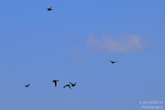 Waterfowl_Flock_Banking_In_Hula_Nature_Reserve_Birds_Photography_nature_Photography_Canon_EOS_R5_Mark_II_2025_001.JPG