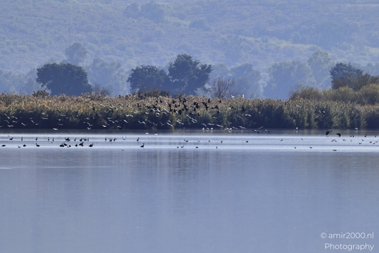 Wetland_Bird_Flock_In_Hula_Nature_Reserve_Birds_Photography_nature_Photography_Canon_EOS_R5_Mark_II_2025_001.JPG