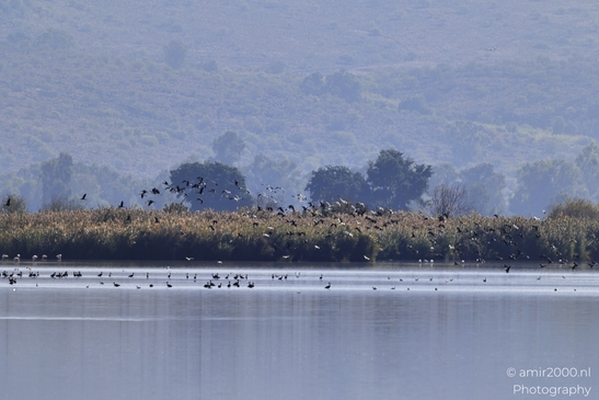 Wetland_Bird_Flock_In_Hula_Nature_Reserve_Birds_Photography_nature_Photography_Canon_EOS_R5_Mark_II_2025_002.JPG