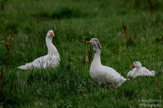 White_Domestic_Geese_Grazing_Birds_Photography_Nature_Photography_Canon_EOS_R5_Mark_II_2025_001.JPG