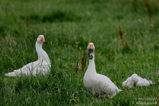 White_Domestic_Geese_Grazing_Birds_Photography_Nature_Photography_Canon_EOS_R5_Mark_II_2025_002.JPG
