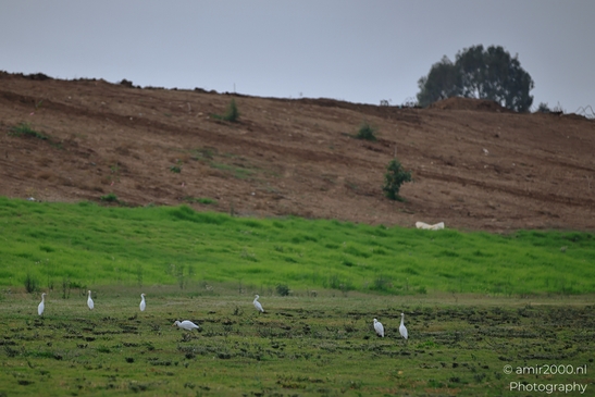 White_Egrets_Around_Ariel_Sharon_Park_Birds_Photography_nature_Photography_Canon_EOS_R5_Mark_II_2025_001.JPG