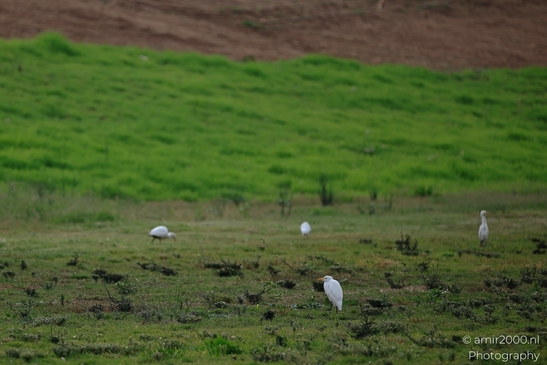 White_Egrets_Around_Ariel_Sharon_Park_Birds_Photography_nature_Photography_Canon_EOS_R5_Mark_II_2025_002.JPG