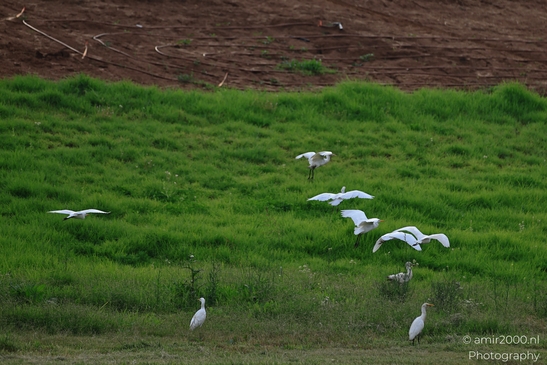 White_Egrets_Around_Ariel_Sharon_Park_Birds_Photography_nature_Photography_Canon_EOS_R5_Mark_II_2025_003.JPG