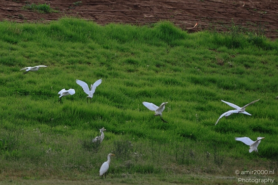 White_Egrets_Around_Ariel_Sharon_Park_Birds_Photography_nature_Photography_Canon_EOS_R5_Mark_II_2025_004.JPG
