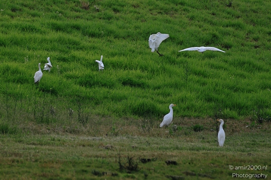 White_Egrets_Around_Ariel_Sharon_Park_Birds_Photography_nature_Photography_Canon_EOS_R5_Mark_II_2025_005.JPG