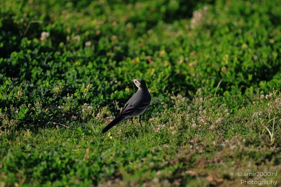 White_Wagtail_In_Tel_Aviv_Israel_Birds_Photography_nature_Photography_Canon_EOS_R5_Mark_II_2025_001.JPG