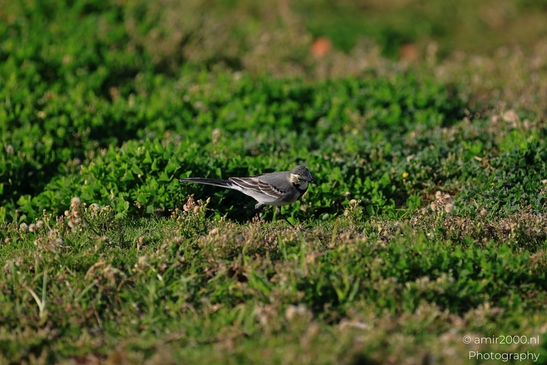 White_Wagtail_In_Tel_Aviv_Israel_Birds_Photography_nature_Photography_Canon_EOS_R5_Mark_II_2025_002.JPG