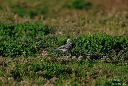 White_Wagtail_In_Tel_Aviv_Israel_Birds_Photography_nature_Photography_Canon_EOS_R5_Mark_II_2025_003.JPG